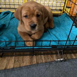 Labrador Retriever Puppies from Triple Threat Labradors