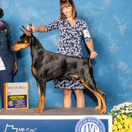 Rydr - Doberman Pinscher