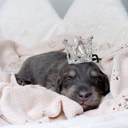 Indigo - Blue and cream male Dachshund puppy in Redding, California from Jean & Mae Doxies