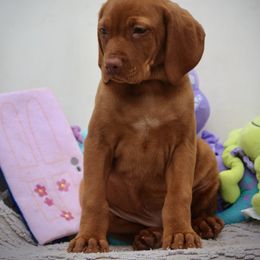 Randall - Golden rust male Vizsla puppy in Bloomington, Indiana from Envizion