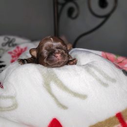 Girl 2 - female Shih Tzu puppy in Wooster, Ohio from Mending Hearts Shih Tzu's