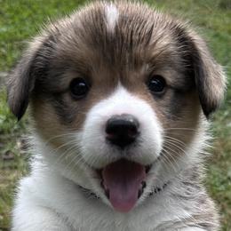 Pembroke Welsh Corgi Puppies from Ok hear me out. Corgis