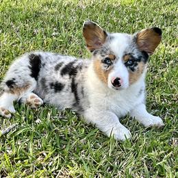 American Corgis and Pembroke Welsh Corgis from Wild West Corgis