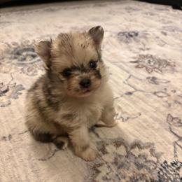 Waffles - Tri-colored female Pomeranian puppy in Texas from Tiny Tornado Poms