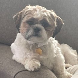 Sally - Shih Tzu