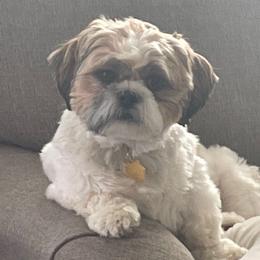 Sally - Shih Tzu