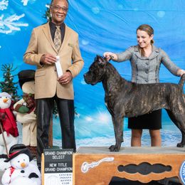 Peaches - Cane Corso