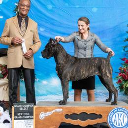 Peaches - Cane Corso