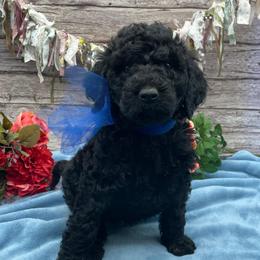 Roosevelt - Black male Goldendoodle puppy in Lisbon, Ohio from Willow Lane Doodles