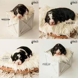 Bernedoodle Puppies from Country Creek Doodles