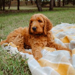 Goldendoodle Puppies from Bows & Ties Doodles