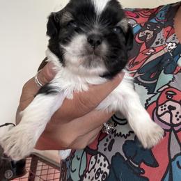 Simon - Tricolor male Shih Tzu puppy in San Jacinto, California from Luv4pups