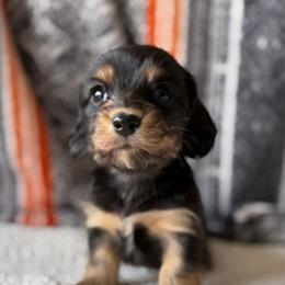 Alexa - Black and tan female Dachshund puppy in Pflugerville, Texas from Dream A Dream Dachshunds