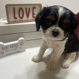 Scout - Tri-color Cavalier King Charles Spaniel puppy in Texarkana, Arkansas from Miller's Cavaliers