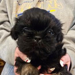 Girl 1 - Black and tan female Shih Tzu puppy in Norris City, Illinois from Dainty and Darling Shih Tzu