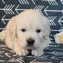 Golden Retriever Puppies from ElkRidge Goldens