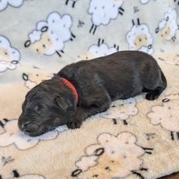 Boy 1 - male German Shepherd puppy in Waterloo, New York from Von Nikolaos German Shepherds
