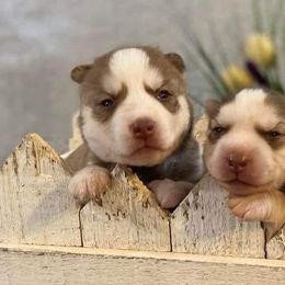 Alaskan Huskies from Red Wings Husky Haven