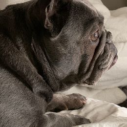 French Bulldogs from Sandie’s Texas Frenchie’s