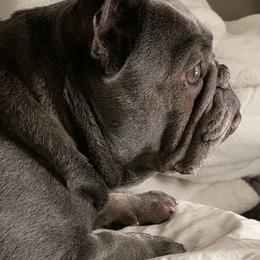 French Bulldogs from Sandie’s Texas Frenchie’s