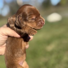 CKC longhair chocolate based red dapple - Dapple male Dachshund puppy in Anderson, California from Golden Paws Dachshunds