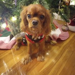 Cavalier King Charles Spaniel Puppies from StoryBook Cavaliers LLC