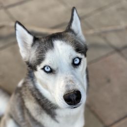 River  - Siberian Husky