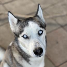 River  - Siberian Husky
