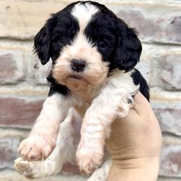Riley (Purple collar) - Black and white female Cavapoo puppy in Redding, California from Lipscomb Doodles