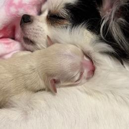 Chihuahua puppies from Daystars Chihuahuas