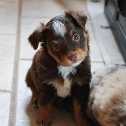 River - Red tri male Toy Australian Shepherd puppy in Albia, Iowa from J Bar M Toy and Mini Aussies