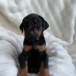 Bango - Black and rust male Doberman Pinscher puppy in Brookfield, Wisconsin from Haus of Hound