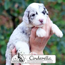 CInderelle - Blue merle and white female Sheepadoodle puppy in Cleveland, Tennessee from Narrow Path Old English & Sheepadoodles