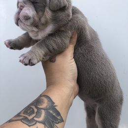 Bulldog and French Bulldog Puppies from Bully Life Farms