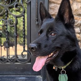 Eimear - German Shepherd