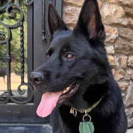 Eimear - German Shepherd