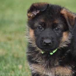 German Shepherd Puppies from Carner German Shepherds
