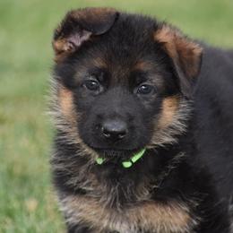 German Shepherd Puppies from Carner German Shepherds