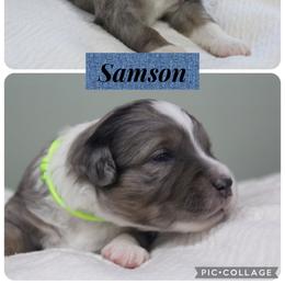 Miniature Australian Shepherd Puppies from Wes Whitehead
