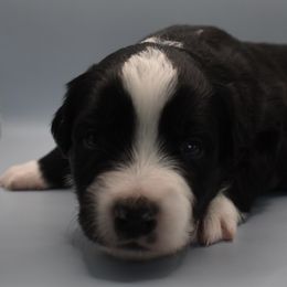 Boy 1 - Black tri-color Australian Shepherd puppy in New Boston, New Hampshire from Painted Pup Australian Shepherds