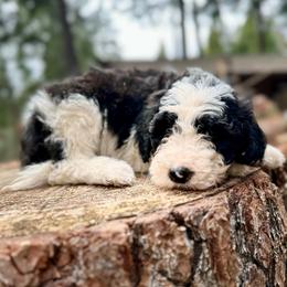Apollo - Parti male Goldendoodle puppy in Pollock Pines, California from Penny Lane’s Doodles