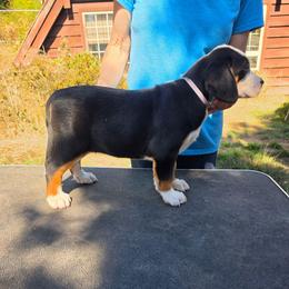 Grey - Black, white and red male Greater Swiss Mountain Dog puppy in Cornelius, Oregon from Hoberg's GSMD