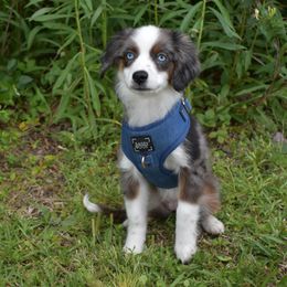 German Shorthaired Pointer, Miniature American Shepherd, Miniature Australian Shepherd, and Toy Australian Shepherd Puppies from Foxtail Hollow