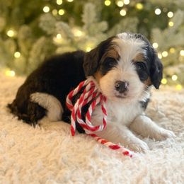 Snowflake (female) - Tri-color female Bernedoodle puppy in Bellville, Ohio from Bernedoodle Buddies