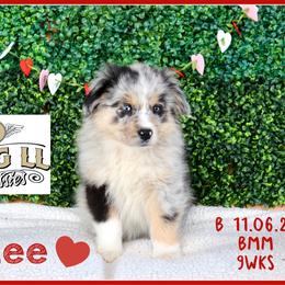 Radlee - Blue merle male Miniature Australian Shepherd puppy in Madisonville, Texas from Flying LL Aussies
