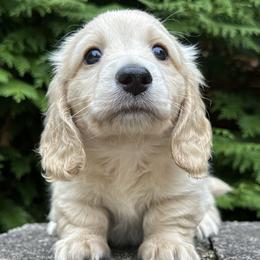 Dachshund Puppies from Taylored Dachshunds