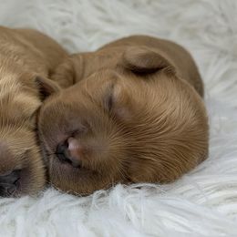 Cavalier King Charles Spaniels, Cavapoos, and Poodles from Loblolly Ranch