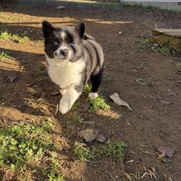 Aria - Black and white female Pomsky puppy in La Vergne, Tennessee from Atencio Pomsky