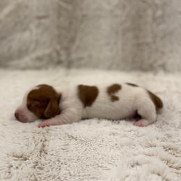Maple - Piebald female Dachshund puppy in Wills Point, Texas from Duck Creek Farm