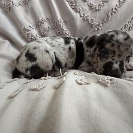 Catahoula Leopard Dog Puppies from Cottonwood Creek Catahoula’s